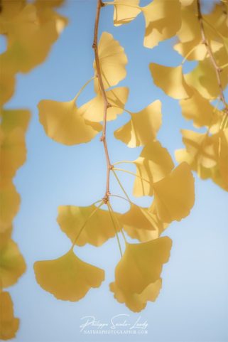 Des feuilles très douces sur un ginkgo
