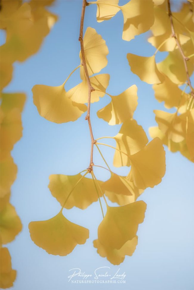 Des feuilles très douces sur un ginkgo