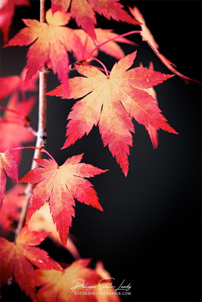 Feuilles d'érable sur fond noir