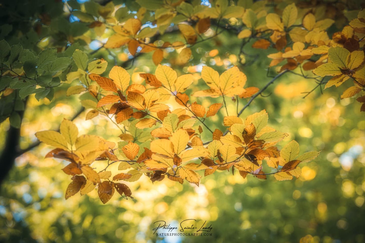 Photos de feuilles jaunes en automne