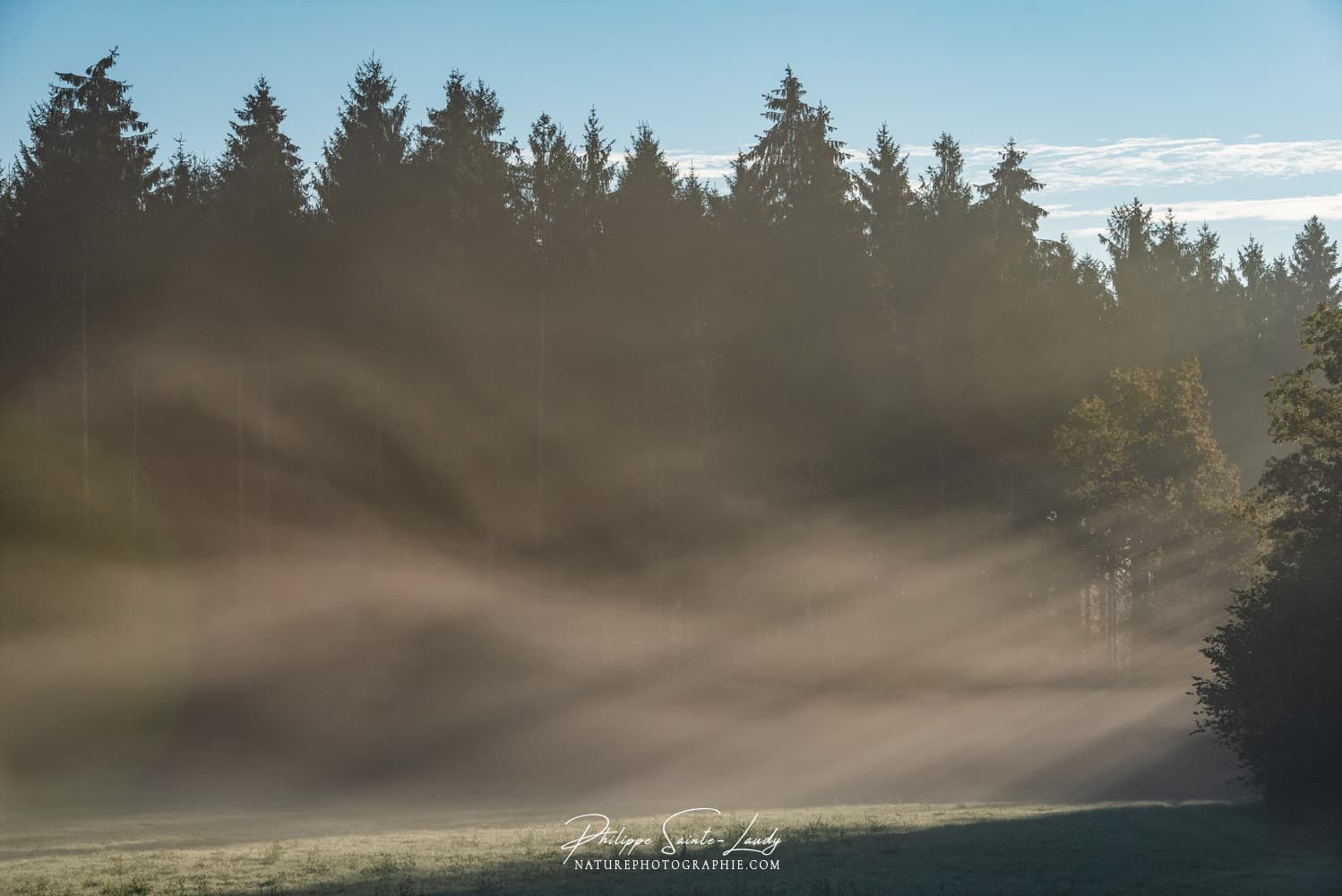 Brume matinale sur un champs