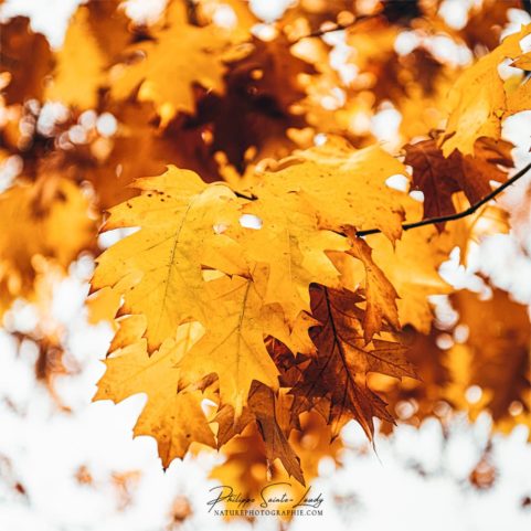 Feuilles de chêne en automne