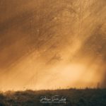 Rayons de lumière en lisière de forêt