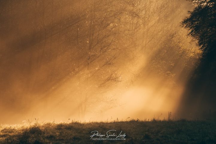 Rayons de lumière en lisière de forêt