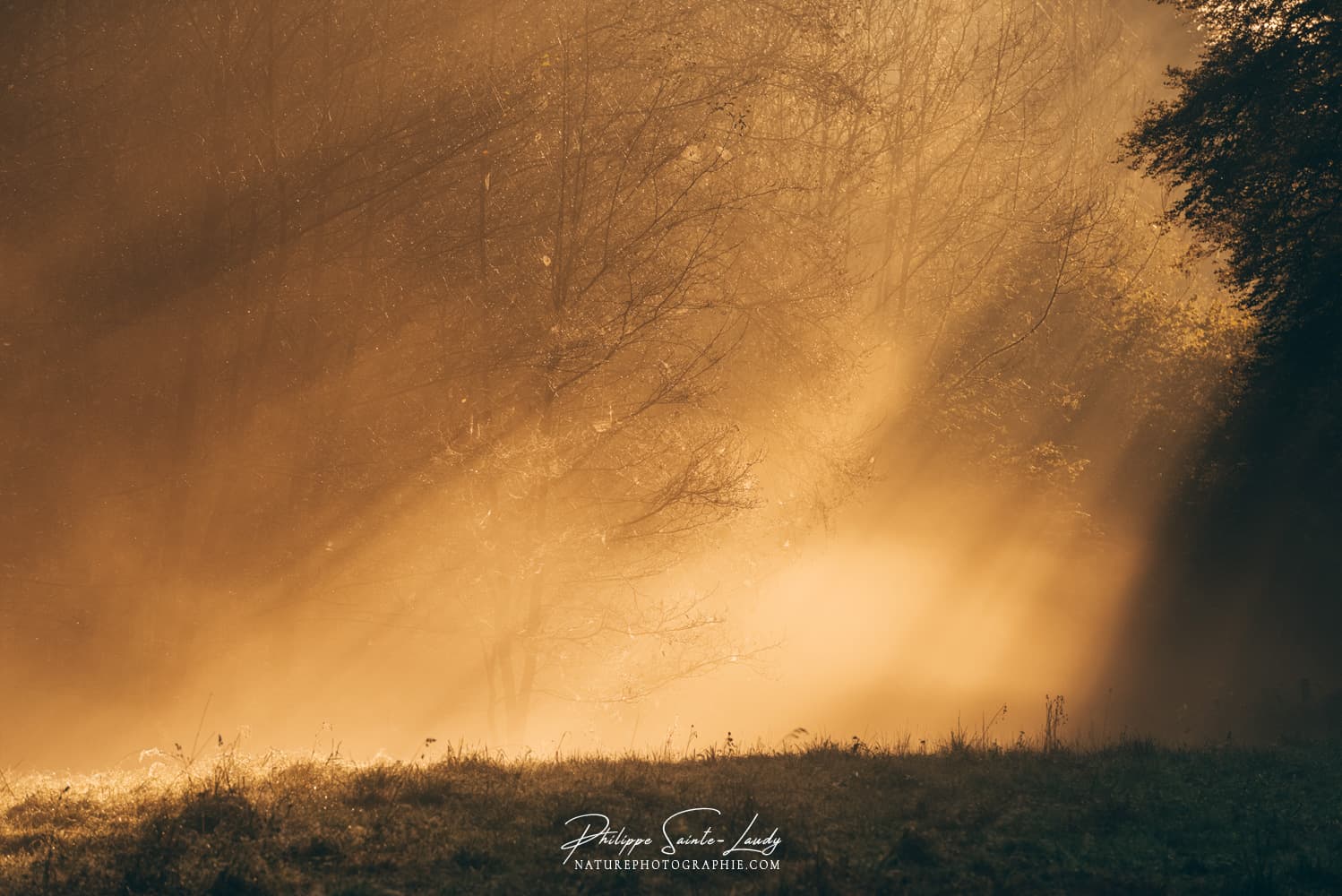 Rayons de lumière en lisière de forêt