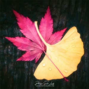 Red and Yellow Une feuille rouge d'érable enlace une feuille jaune de ginkgo Biloba