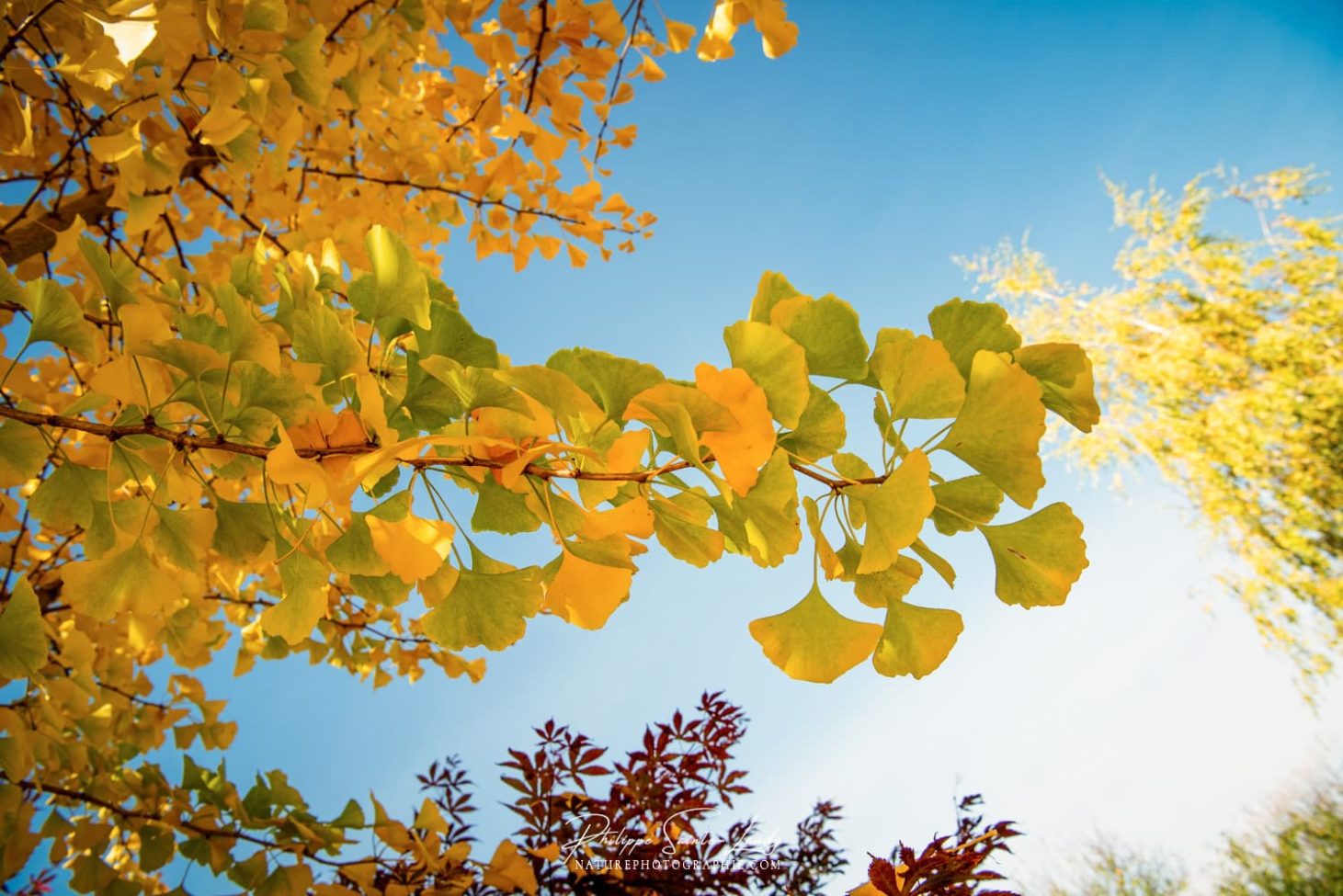 Les couleurs du ginkgo en automne