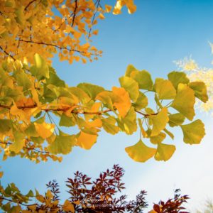 Sky Full Of Leaves Les couleurs du ginkgo en automne