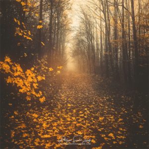 Stepping Into Autumn Chemin en forêt