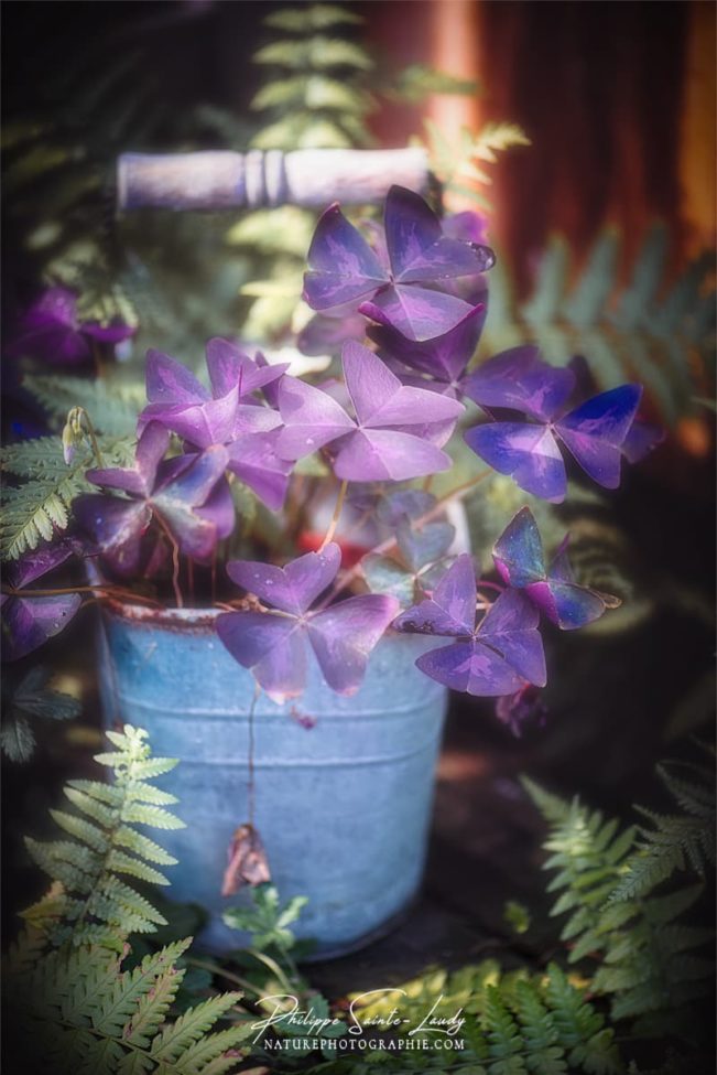 Composition florale d'automne