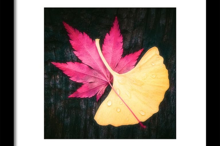 Tableau d'automne avec feuilles de ginkgo et érable