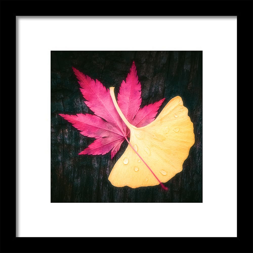 Tableau d'automne avec feuilles de ginkgo et érable
