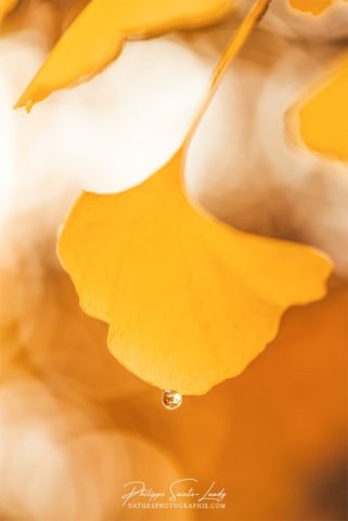 Une goutte de rosée s'accroche sur une feuille de ginkgo