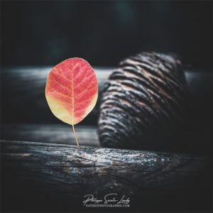 Think Red Composition automnale avec feuille et pomme de pin