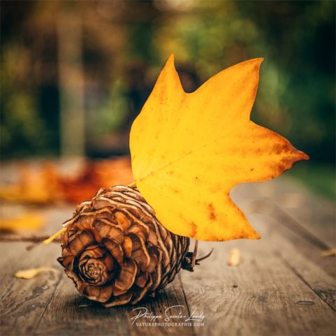 Feuille jaune de Tulipier de Virginie