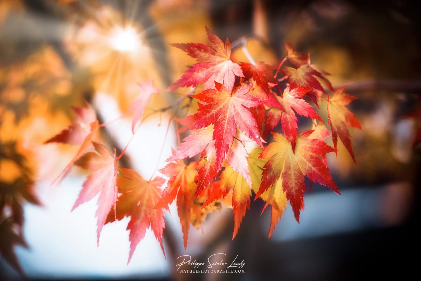 Bouquet de feuilles d'érable en automne