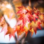 Bouquet de feuilles d'érable en automne