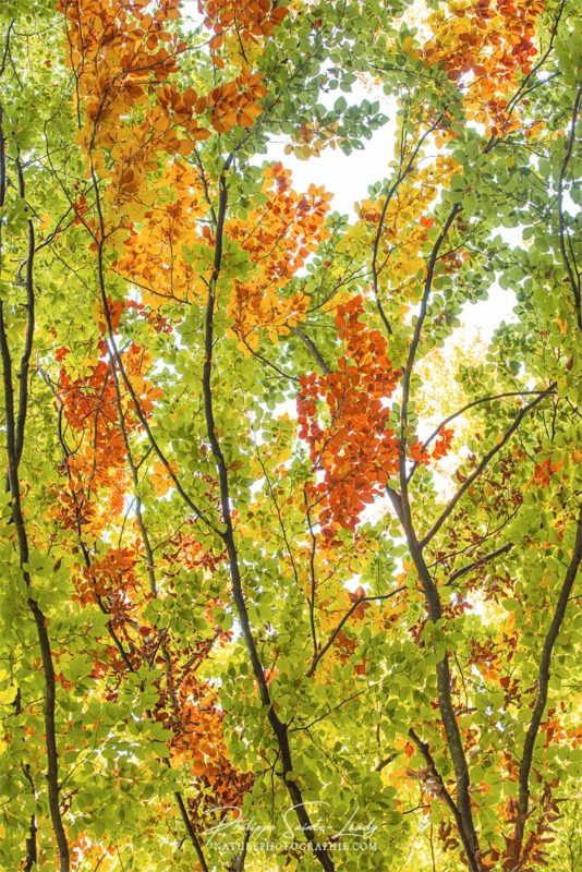 Branches avec des feuilles en automne