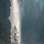 Un sapin dans la lumière d'une cascade