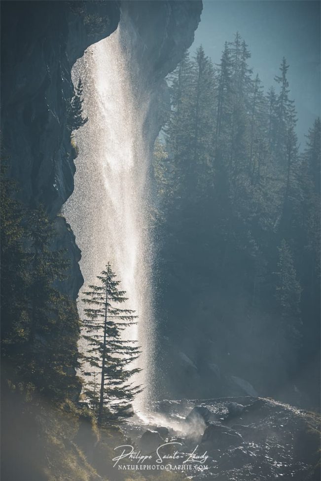 Un sapin dans la lumière d'une cascade