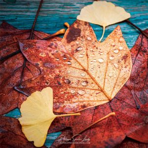 Wet Leaf Feuilles d'arbres en automne
