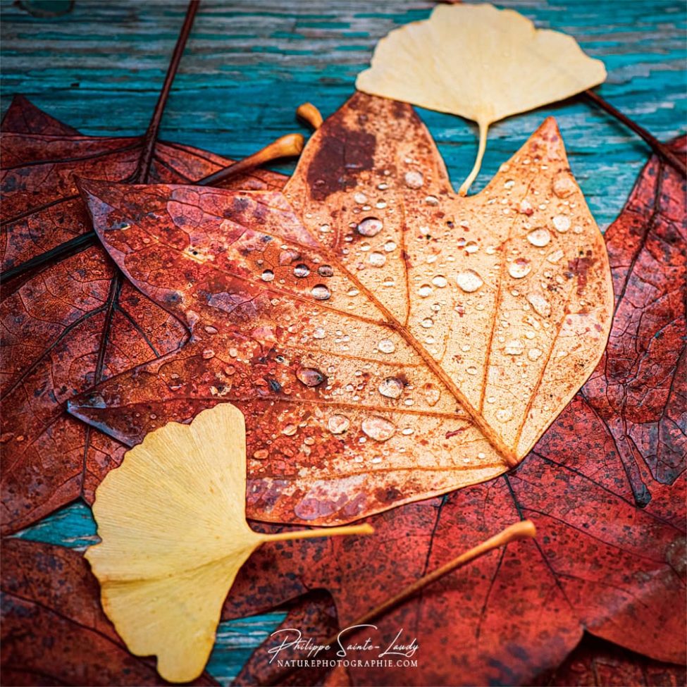 Feuilles d'arbres en automne