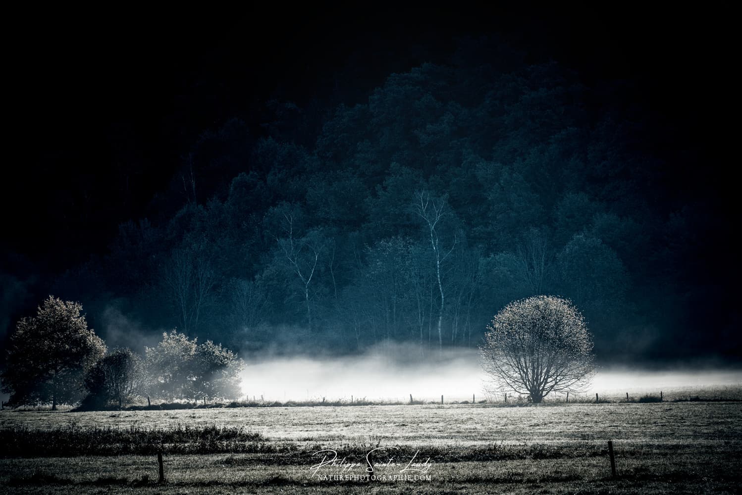 Brume au-dessus d'un champs