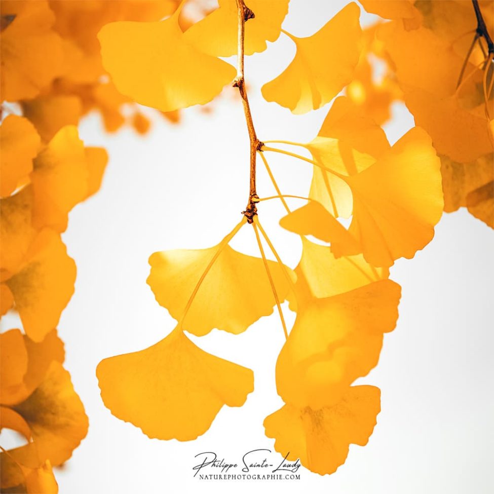 Une branche jaune de ginkgo Biloba