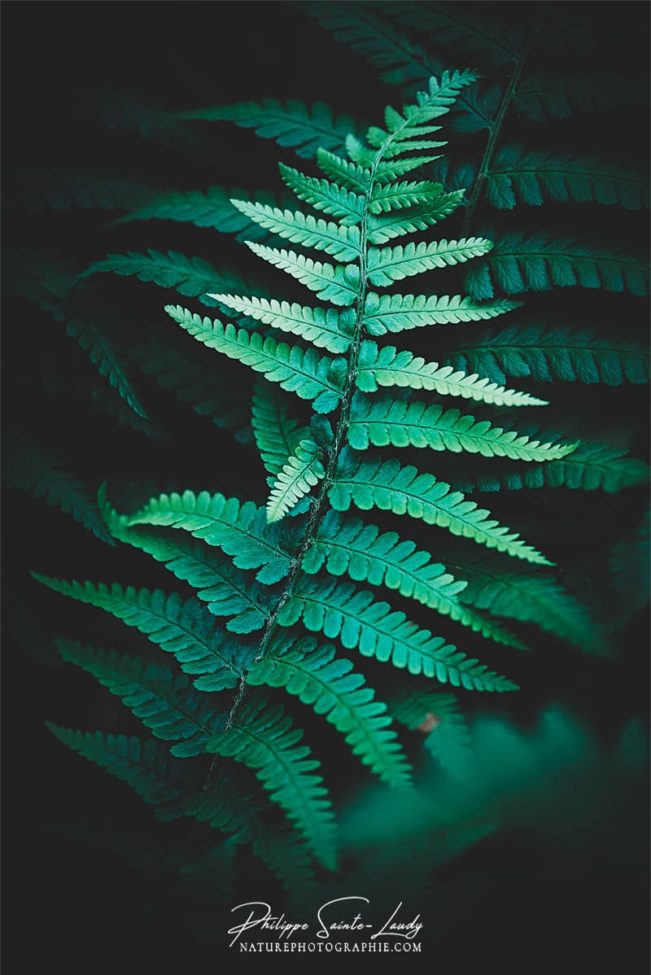 Photo de fougère #1