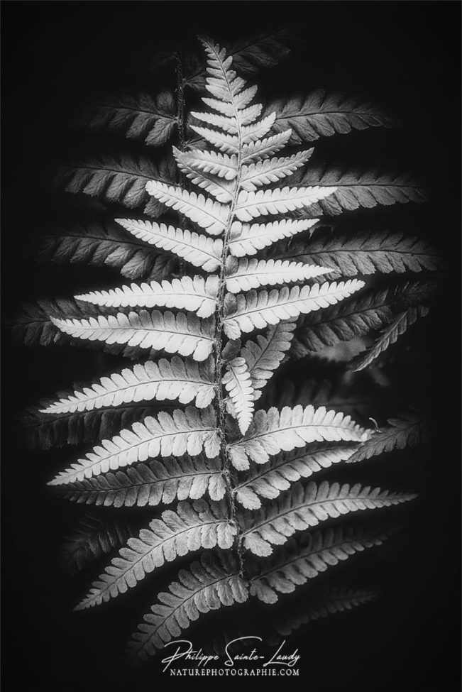 Photo de fougère #10