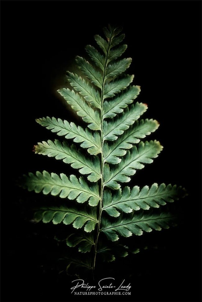Photo de fougère #11