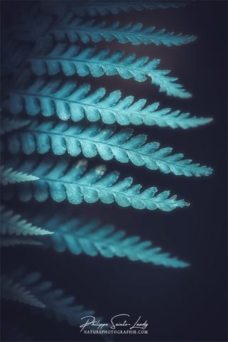 Photo de fougère #12