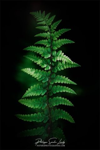 Photo de fougère #13