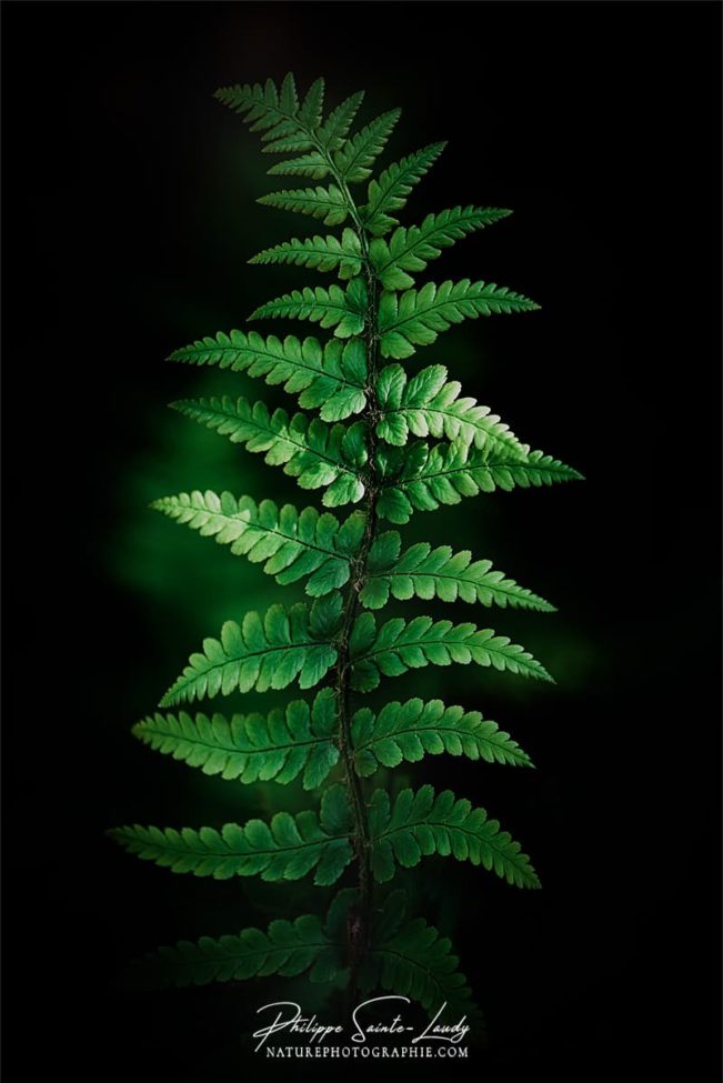 Photo de fougère #13