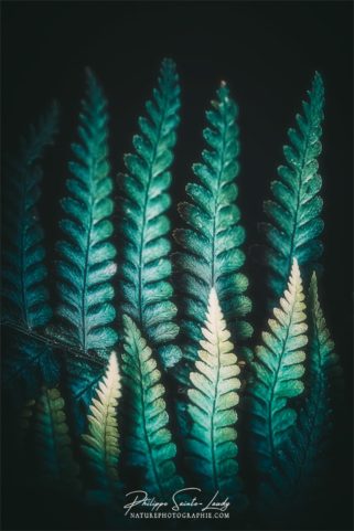 Photo de fougère #14