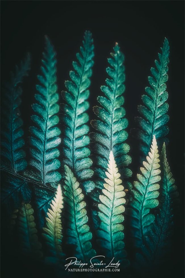 Photo de fougère #14