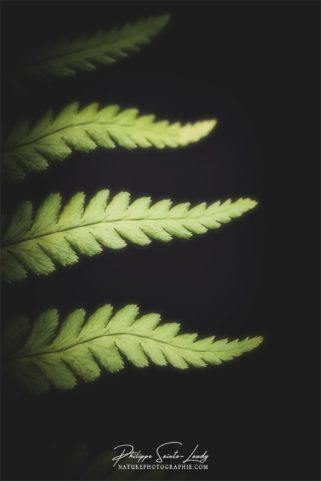 Photo de fougère #15
