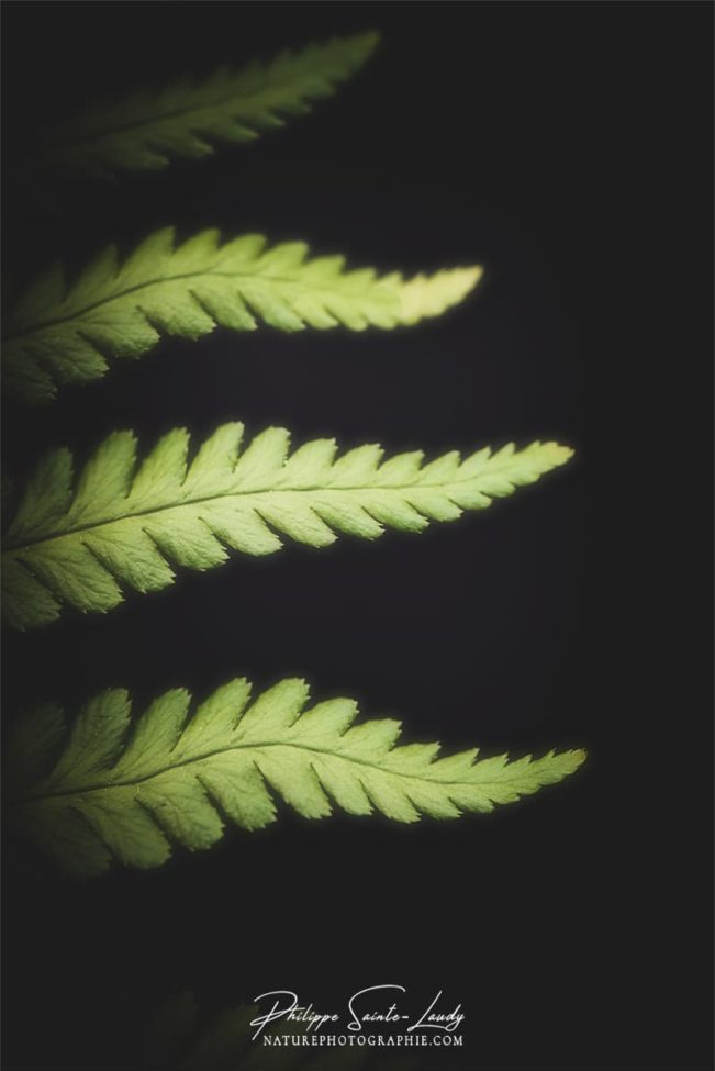 Photo de fougère #15
