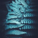 Photo de fougère #16