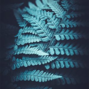 Photo de fougère #16