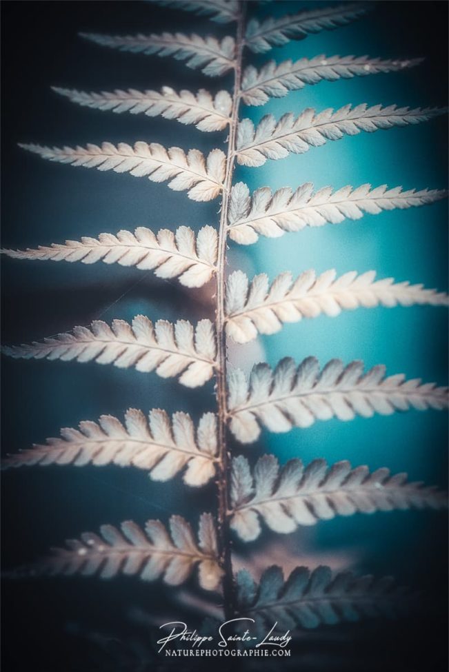 Photo de fougère #17
