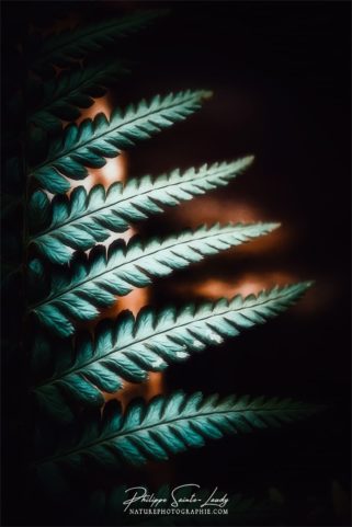 Photo de fougère #19