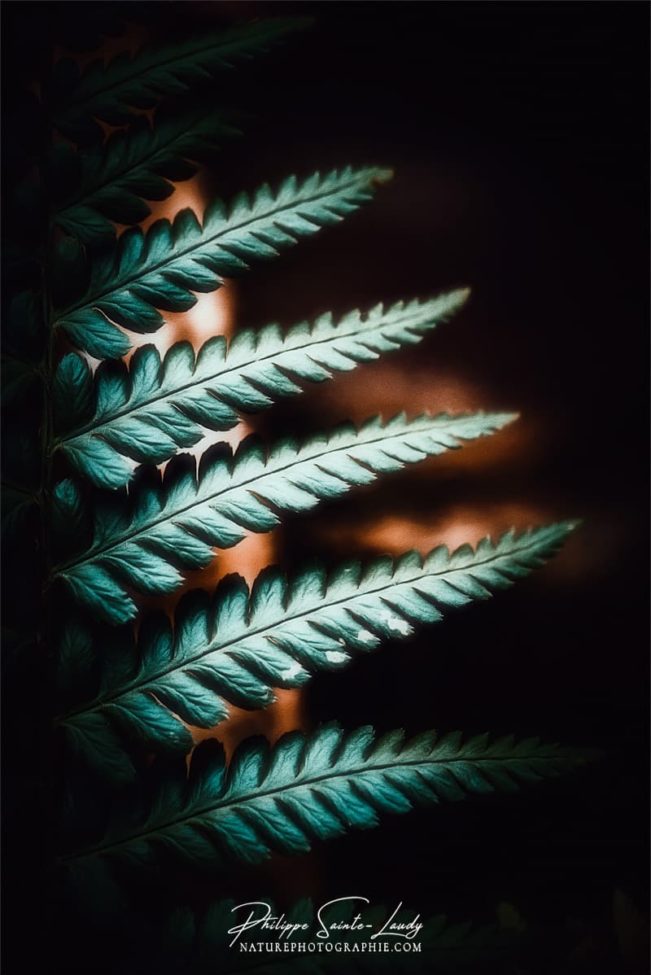 Photo de fougère #19