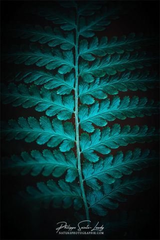 Photo de fougère #2