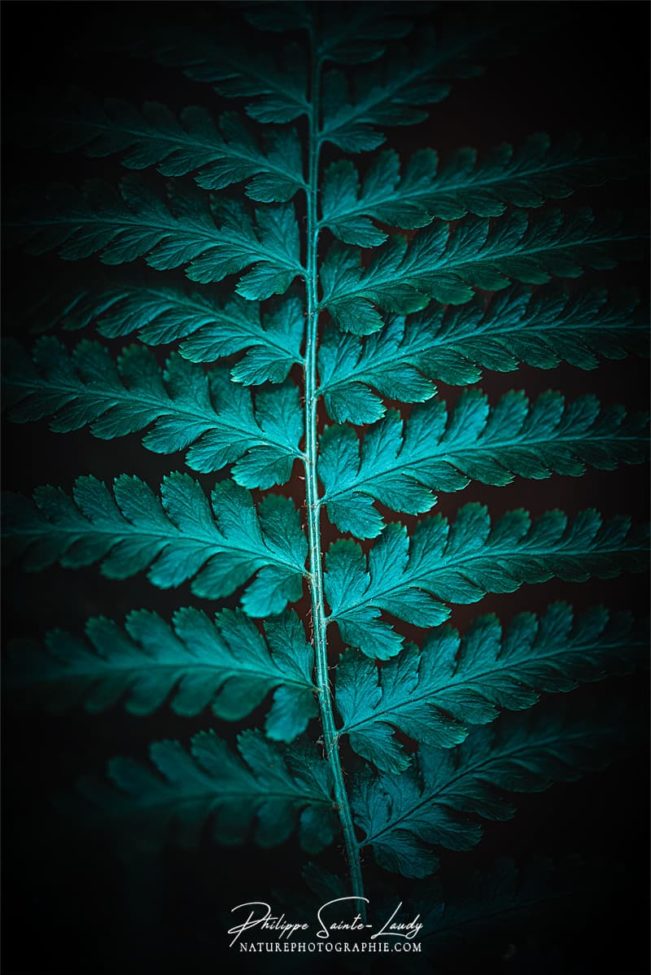 Photo de fougère #2