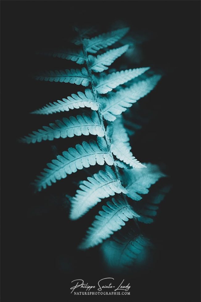 Photo de fougère #20