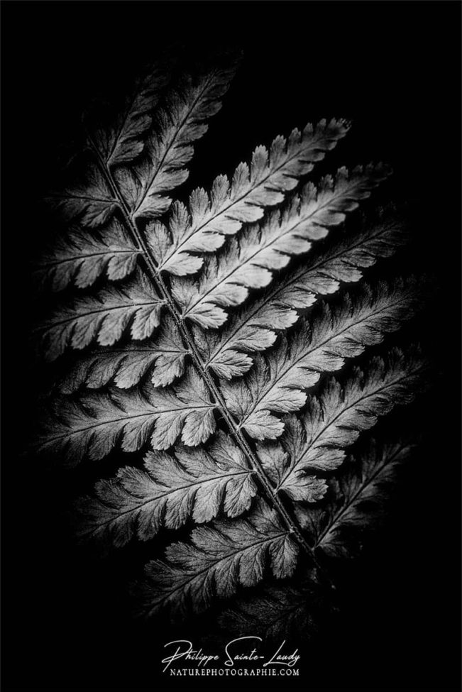 Photo de fougère #21