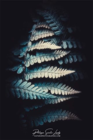 Photo de fougère #22