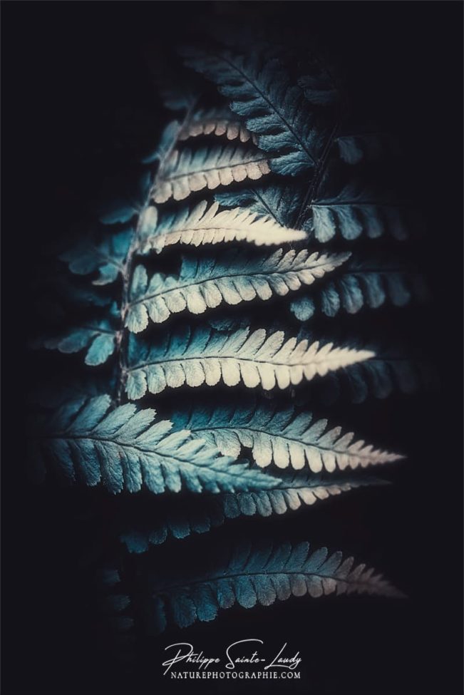 Photo de fougère #22
