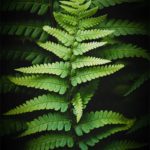 Photo de fougère #23